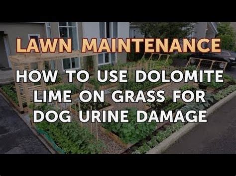Dolomite lime works to increase the ph levels of acidic soil. How to Use Dolomite Lime on Grass for Dog Urine Damage ...