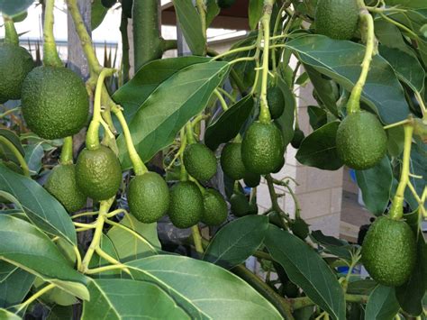 It's heavenly to reach out to pluck a fresh pear, peach, persimmon, fig, avocado or apricot from your very own tree. How to Grow Avocado Indoors | Grow avocado, Growing an ...