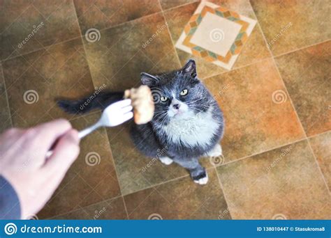 Wenn in der wohnung genug platz ist, damit die tiere sich auch austoben können und sie ihre kusch. Katze Bittet Um Nahrung Im Haus Stockbild - Bild von ...