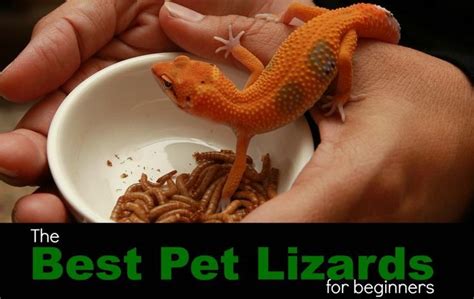 The best pets for kids — and how to choose one for your family. PBS Pet Travel | Pet lizards, Best pets for kids, Cool pets