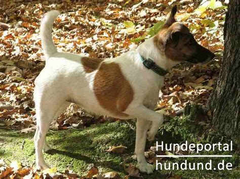 Sowohl der niedere adel als auch die arbeiterklasse besaßen foxterrier. Foxterrier Glatthaar Foto 46090 - hundund.de