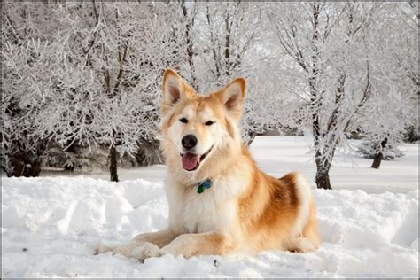 18 Breathtaking Husky Golden Retriever Mixes