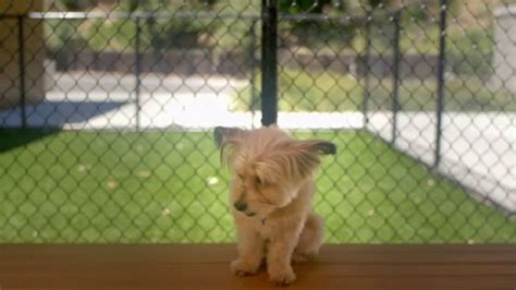 Happiness rating is 64 out of 10064. VIP Pet Care TV Commercial, 'Clear the Shelters' - iSpot.tv