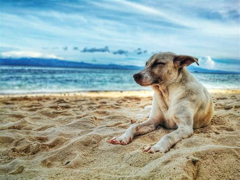 Djur bör förhindras bada i vatten som misstänks vara förgiftat med giftalger. Sommar med hunden - Lippstick.se