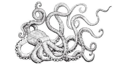 Artwork spirit animal cephalopod creatures kraken drawings art artsy octopus. Realistic Squid Drawing at GetDrawings | Free download