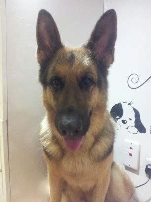 58% / 62 votes 18 year old german bukkake. Akira - 6 year old female German Shepherd Dog dog for adoption