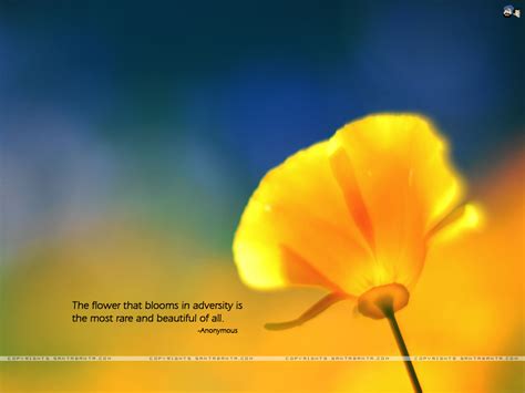 The flower that blooms in adversity is the rarest and most beautiful of all. Motivational wallpaper on Beautiful :The flower that blooms in adversity is | Dont Give Up World