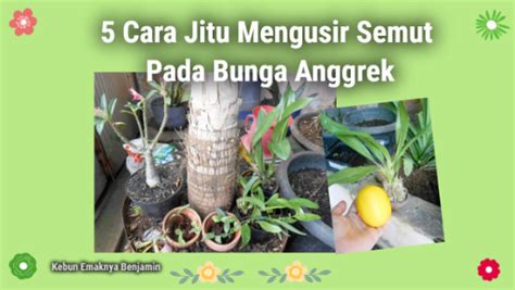 We did not find results for: Anggrek Dikerubungi Semut Ini 5 Cara Mengusir Semut Pada ...