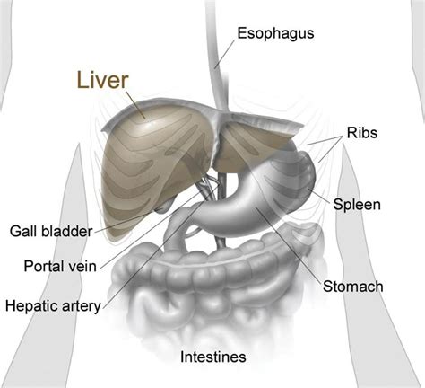 The liver is a roughly triangular organ that extends across the entire abdominal cavity just inferior to the diaphragm. liver diagram - /medical/anatomy/liver/liver_diagram.jpg.html
