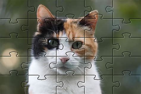 Enjoy the games, have fun. Cat Picture Jigsaw Puzzles - Free Online Puzzle Game - Cats