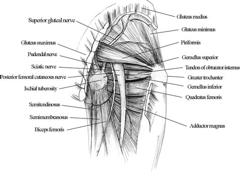 A nerve block may allow a damaged nerve time to heal, provide temporary pain relief and help what is a nerve block? Figure 2 from Ultrasound-guided sciatic nerve block ...