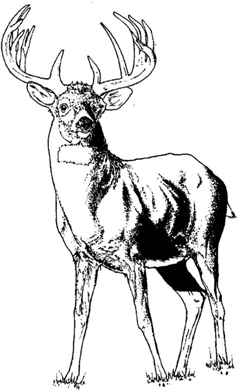 The zip file includes 1 pdf file high resolution and 1 jpg (300 dpi) file of approx 3500 x 2400. Young Elk Coloring Pages - Download & Print Online ...