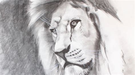 Male lions protect their territory and guard the cubs. How to Draw a Realistic Lion - YouTube