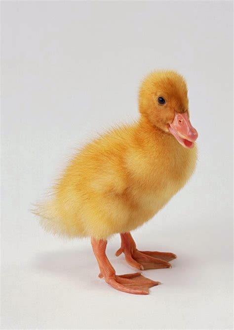 Maybe you would like to learn more about one of these? Stock Photo Gambar Itik dan Bebek