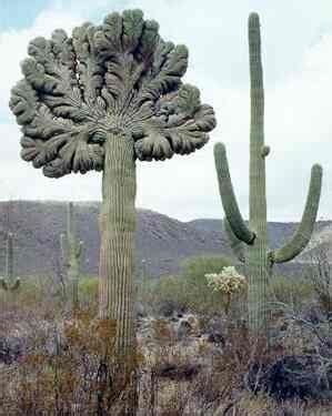 Cactus roots must dry in the air for a couple of days before planting to a new location. Crested Saguaro Cactus .. It can hold up to 9 tons of ...