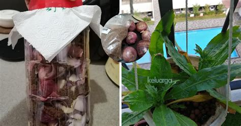 Jadi daun gedi ini tidak hanya dimanfaatkan untuk membuat masakan saja, akan tetapi juga dimanfaatkan sebagai obat herbal. Cara Buat Baja Semula Jadi Guna Bawang & Gula Merah. Cukup ...