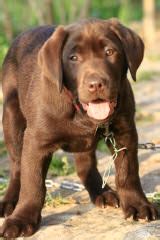 Mom is a purebred yellow lab and the dad is a fox red labrador retriever. Dog Breeders in Connecticut / Puppies For Sale in Connecticut