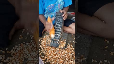 Memudahkan pekerjaan dalam pemupukan jagung.alat :1. alat pemipil jagung tradisional - YouTube