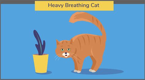 Cats can breathe through there nose. Heavy Breathing Cat - The 3 Types of Heavy Breathing and ...