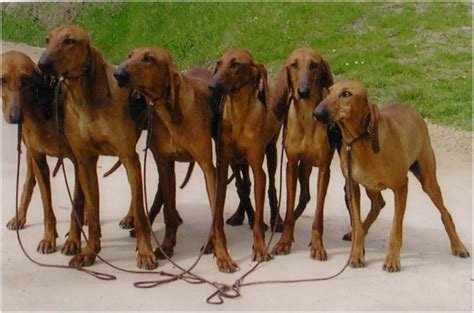 To furnish guidelines for breeders who wish to maintain the quality of their breed and to. LOVAC.info portal - Talijanski kratkodlaki gonič - Italian ...