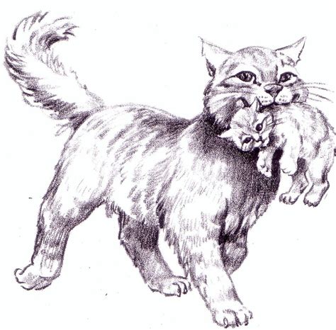 See more of cats and kittens on facebook. Free printable cat carrying kitten drawing. | Kitten ...