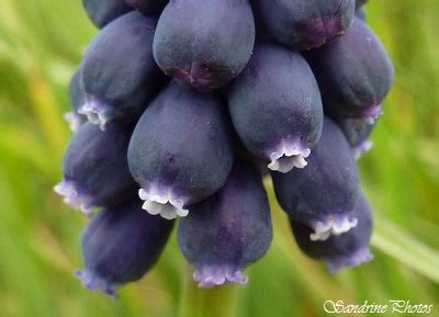 Ses clochettes bleues sont bordées d'une petite corolle blanche. Fleurs sauvages violettes à bleues-SandrinePhotos