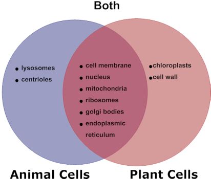 Fill in the venn diagram to compare plant cells to animal cells. 29 Animal Cells And Plant Cells Venn Diagram - Worksheet Cloud