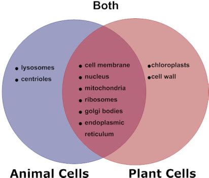 We did not find results for: 29 Animal Cells And Plant Cells Venn Diagram - Worksheet Cloud