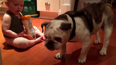 Therefore, picking the best food to feed french bulldog puppy needs to be your top priority. Baby and English Bulldog sharing food, Cute Video ...