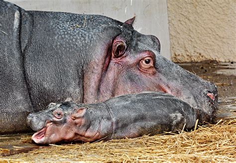 We do a complete job from start to finish, for a permanent solution to your san jose pest control wildlife problem. Slideshow: How did a hippo on birth control have a baby at ...