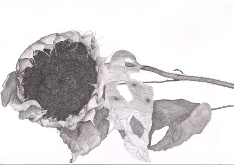 Pencil sunflower and butterfly drawing. Sunflower, pencil on A3 paper | Sunflower, Drawings, Painting