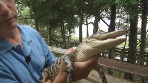 There are alligators in lady bird lake! Gator sighting reported on Logan Martin Lake | WBMA