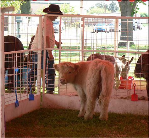 Nativities, fairs, carnivals, motion pictures, farmers markets & more. Barbara's Little Field: A CAMEL in Courthous Park!