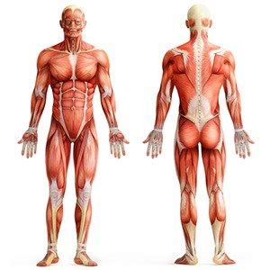 Let's talk about muscles and i've drawn the human body on the right kind of a figure of it and i want to talk about the three major types of muscles and i thought it'd be helpful to have a picture because then we can actually draw in there and show where the different types of muscles might be so. 25 Kickass and Interesting Facts About Muscles ...