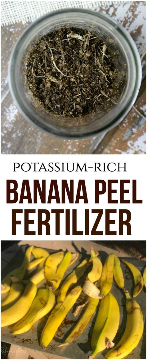 Banana peels are a good source of nutrients—as most kitchen scraps are—and that's why all these things are a welcome addition to our compost piles. Learn how to make this simple banana peel fertilizer - it ...
