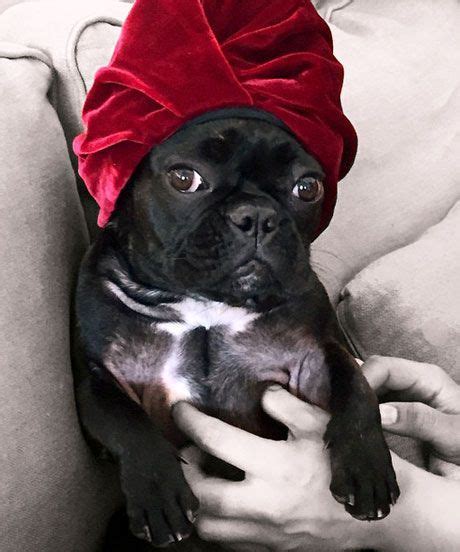 The singer is offering a $500,000 reward. Lady Gaga's Frenchie Is Your New Favorite Instagram Dog