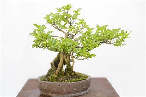 Wann kann man liguster schneiden? Liguster-Bonsai pflegen » Gießen, Schneiden, Düngen und mehr