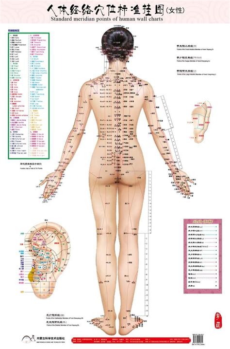 Les points d'acupuncture sont situés sur toute la surface du corps et le long des méridiens. Acupuncture, traitement écologique des maux de la modernité.