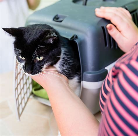 They are so committed to providing the best possible medical care to every patient that comes in. Emergency Pet Care | Austin Urban Vet Center