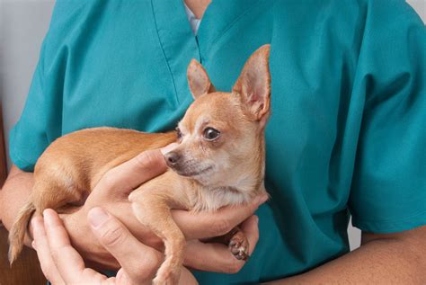 Schedule your pet's vet services. ASPCA's Adopt a Shelter Dog Month in October - Urgent Pet Care