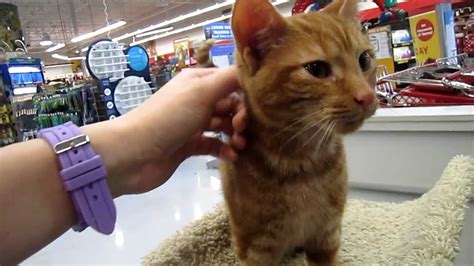 He enjoys the attention he gets from other people, and is patient with children. Joey - 5 month old dark orange tabby male kitty ...