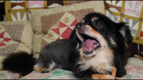 We did not find results for: DIY Summer Cut (サマーカット) - Chihuahua (not a tutorial ...