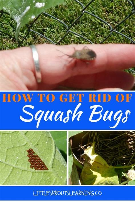 Try out these homemade and organic ways to get rid of insects and bugs. How to Get Rid of Squash Bugs | Squash bugs, Garden pest control, Garden pests