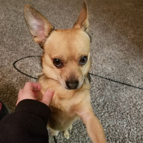 View address, phone number, and hours for spca of texas, an animal shelter, at village fair drive, dallas tx. Adopt a Chihuahua near Dallas, TX | Get Your Pet