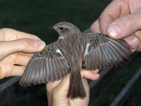 Vögel im garten können durch eine vogelfreundliche gartengestaltung und natürlicher nahrung wie insekten, früchte und samen und wasser angelockt werden. Vogelarten R-Z - natur-fauna-flora Webseite!