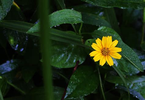 Foto-foto Macro Pemandangan Bunga di Desa Yang Indah ...