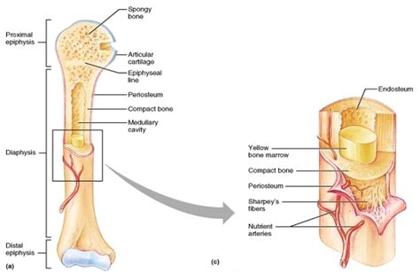 There is a printable worksheet available for download here so you can take the quiz with pen and paper. Diagram Of A Long Bone - Hanenhuusholli