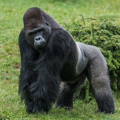 Maybe you would like to learn more about one of these? Gorilla Vs Lion, Who Will Win? - Animals Comparison