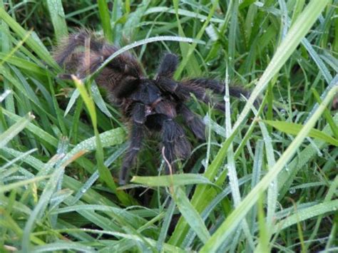 The eastern and the western region, also referred to as the chaco. Tiere in Paraguay - Mein Paraguay