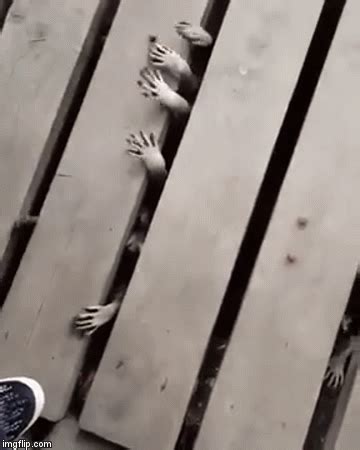 As you will see in the video. WTF Was That?: A Bunch Of Little Raccoon Hands Reaching ...